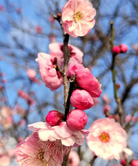 [������]���ﻨ������˽�