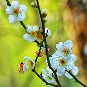 ��Ҳ������