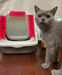 台州无偿领养小蓝猫