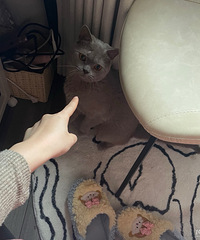 台州无偿领养小蓝猫