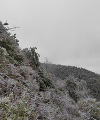 ��ѩ���� ������