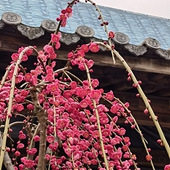 ÷�����Կຮ��