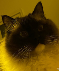 �����ճ�