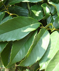 [�ղ�]�������������ܼ������������ӵ����С����