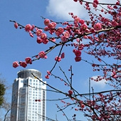 ��������µ�÷��