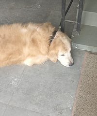 寻狗主人