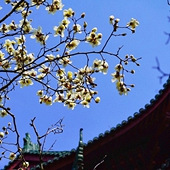 �񻷹�԰����������