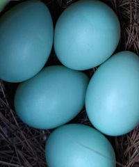 ������ʲô��ĵ���