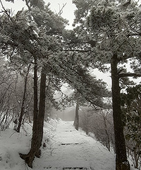 ������ѩ