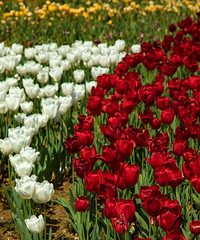 [����]�㽭7�������㻨������ʢ��