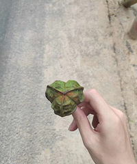 ���������׸�¥������լ+�Ȱ���ʳ���ε�ì�ܽ����