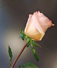 ��Ů�ڰ칫�ҵ���ʽ��