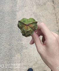 ��������,��������