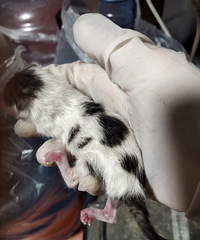 һ����������԰è������