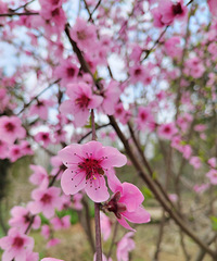 [������]��������Ұ��������ɫ�Ĵ���������