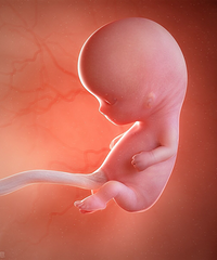 ���ӻ����ʸ߻ᵼ��̥��������