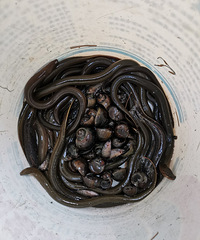 ����һ���֣�ü����Ц