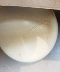 ����׵��Ǵ�Ʒ