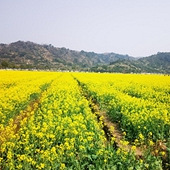 3���ǻ�ɫ��