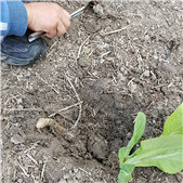 �����粻˯��Ҫ�ֲ�