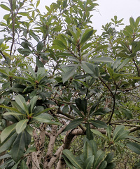 ��÷���Թ�����÷��������