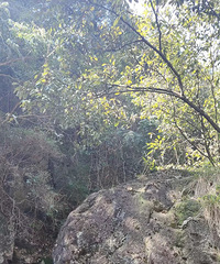 ��������ɽɭ�ֹ�԰��������ŵ�ͽ������