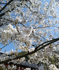 �����۹������д����޺��������������ܱ�������