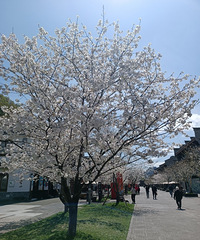 �����۹������д����޺��������������ܱ�������