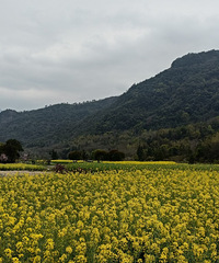 �������¿�һ���Σ�����ʤ�գ�ֵ������