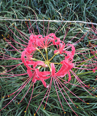 ·�š����롢���������ѩ����ר�޵ģ�������׵��������