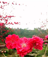 86��·��Ů����Ƣ����ͣ�ϲ����������81-88������������