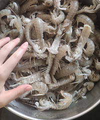 ��ɹ�������ס�97�껤ʿС���