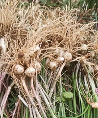 �ڵ�Ұ�гԳ�