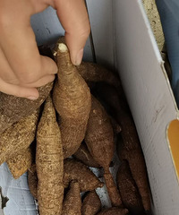 ��������һ�䡰ţ����������������й�Ч��