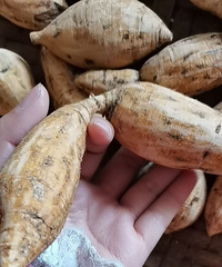 ��������һ�䡰ţ����������������й�Ч��