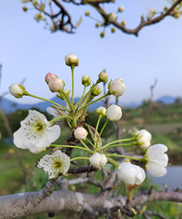 [������]һ���滨ѹ����