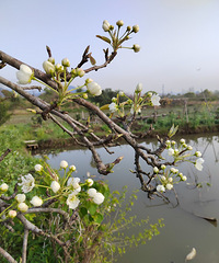 [������]һ���滨ѹ����