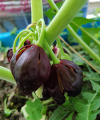 [������]����ʲô����