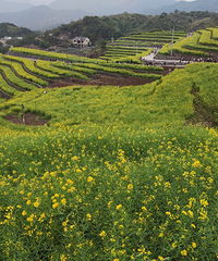 [����]ȥ����ͷ�Ӵ��Ͳ˻��ﾰ������Ҫ��10Ԫ����Ʊ