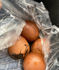 �������վ�Ĳ�Ҷ�������̫����