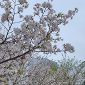 �ͺϹ�԰��ӣ��