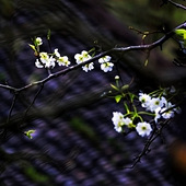 ������滨