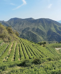 �ٺ��̿�֮�ã�Ψ���ٸ���