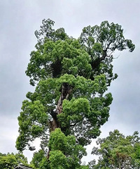 [����]̨��������ξ�Ʒ��· | ����ɽˮ������