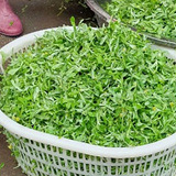 ���ֲݾ�Ȼ10Ԫһ��