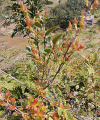 �ڷ�Ҷ�ճ���ѿ��һ������ͷ���ڷ�������ʲô���ģ�