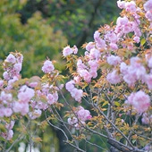 ������԰ӣ��