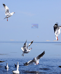 �������ߵ�������Լ��¸������ന����֮�ຣ��