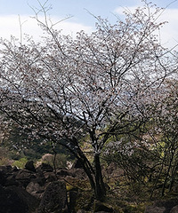 ��ɽӣ������˫��