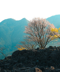 ��̨��ɽ���ʹ�԰��Ұӣ��